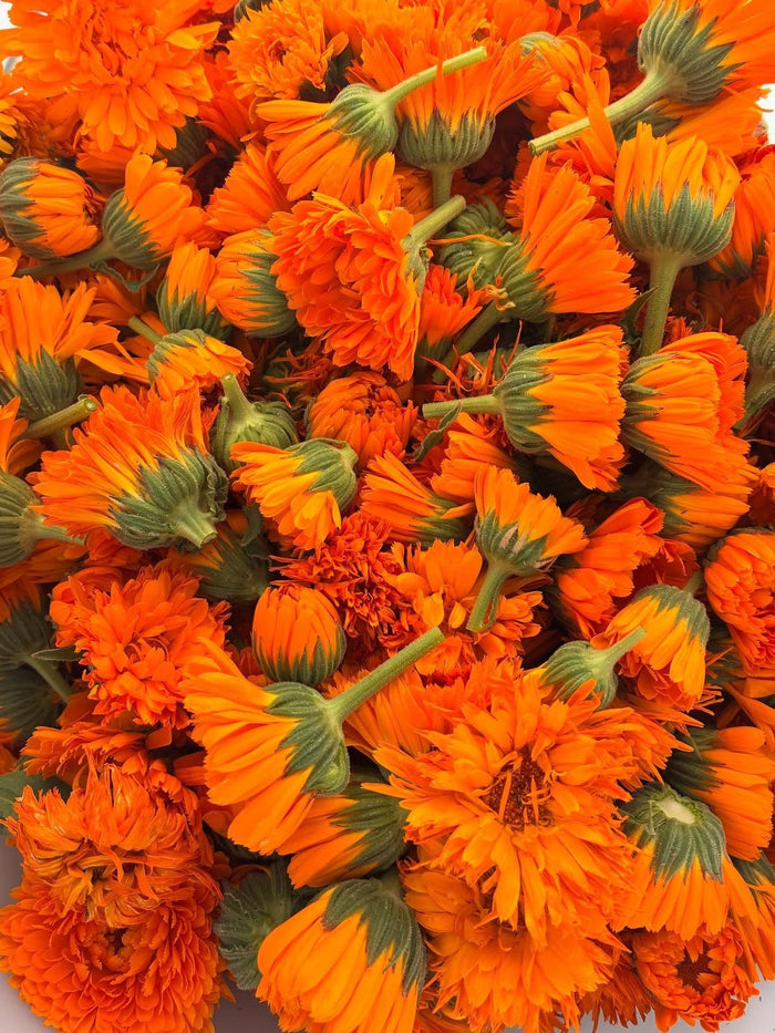 Calendula