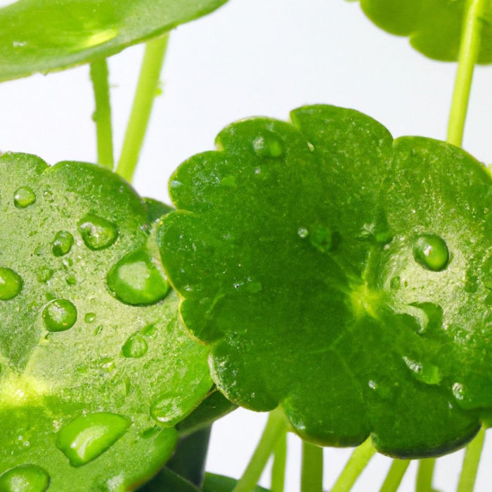 Centella Asiatica