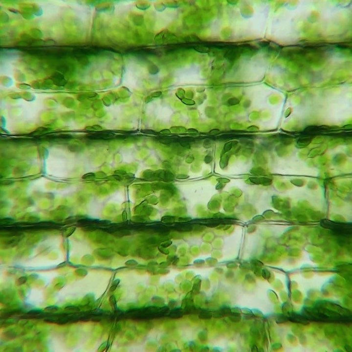 Plant Based Omega