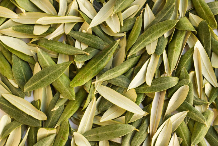 Olive Leaf Extract